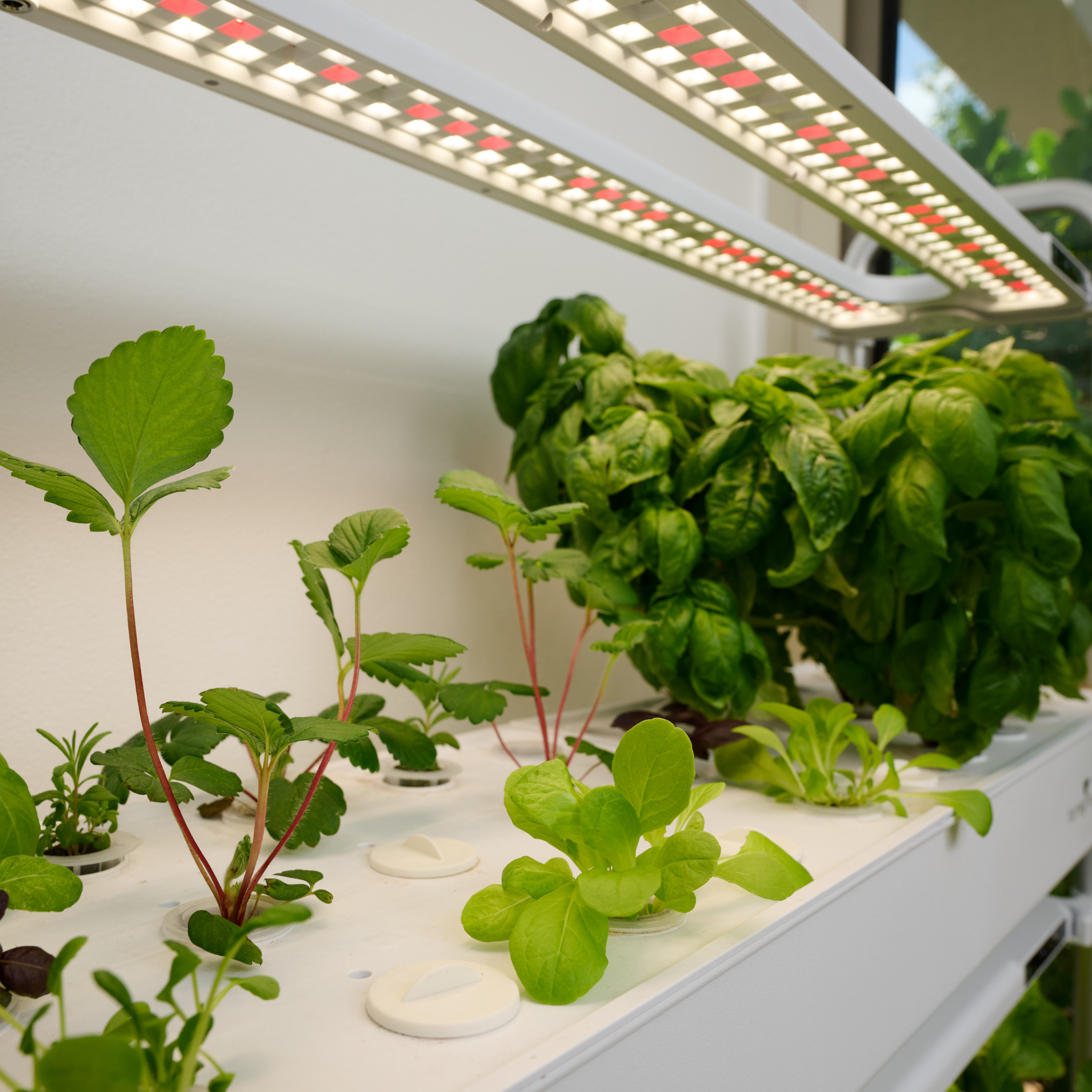 Homegrown Smart Garden